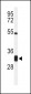 CPSF4 Antibody (Center)